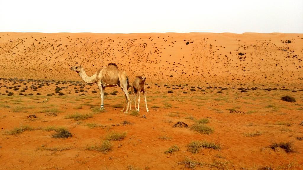 Silent Dunes Camp الحوية المظهر الخارجي الصورة